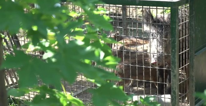 Madrid captura 84 ejemplares de jabalíes desde el inicio del plan especial