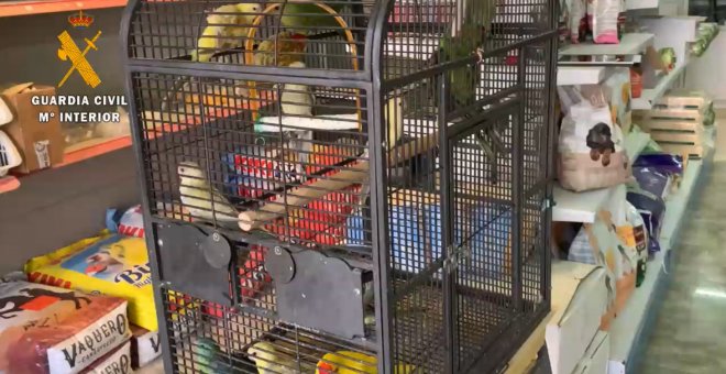 El Seprona interviene 13 aves exóticas en Logroño