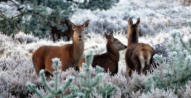 Invertir en bosques para calmar la crisis climática