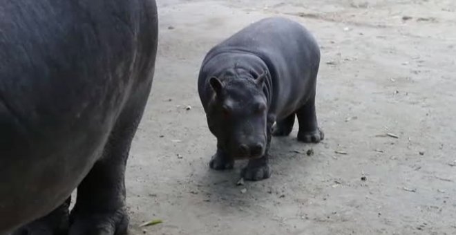 Aumenta la esperanza de vida de una cría de hipopótamo en un zoo de México