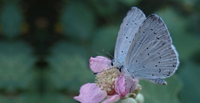 Otras miradas - Contamos mariposas para entender cómo el cambio climático afecta a la biodiversidad