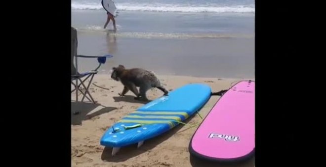 Un koala sorprende a los bañistas de una playa de Australia