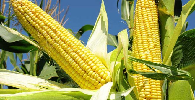 En México se emite un decreto que prohíbe el maíz transgénico y el glifosato