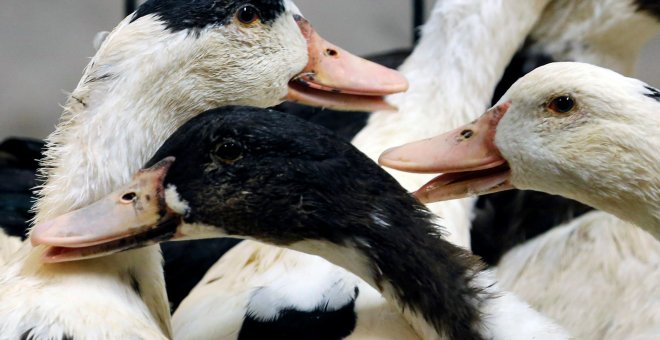 Francia comienza a sacrificar 600.000 patos tras dispararse los focos de gripe aviar