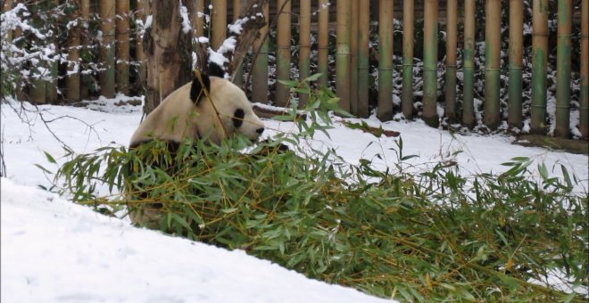 Los animales del Zoo de Madrid también disfrutan de la nieve