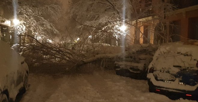 Cae un árbol en el centro de Madrid debido a las fuertes nevadas