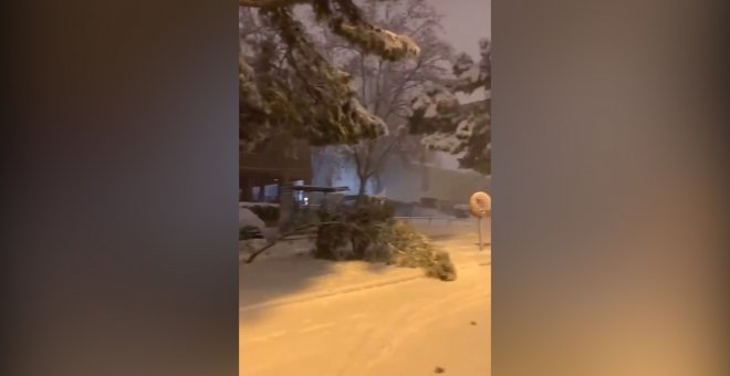 Cae un árbol en Madrid por las fuertes nevadas durante la noche