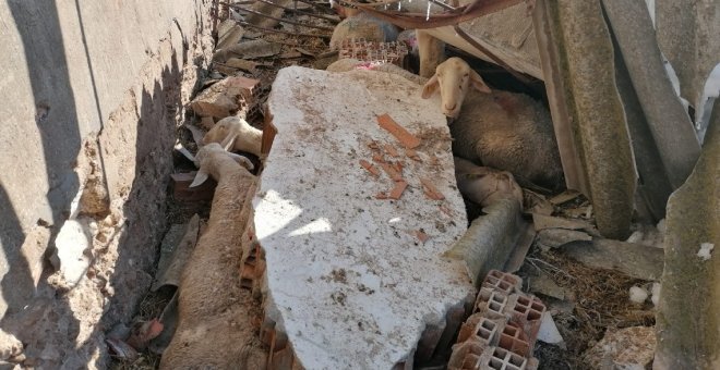 Las nevadas provocan el derrumbe de una nave con 400 ovejas en la provincia de Toledo