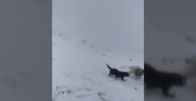 Rescatado un perro tras pasar 21 días perdido en el monte