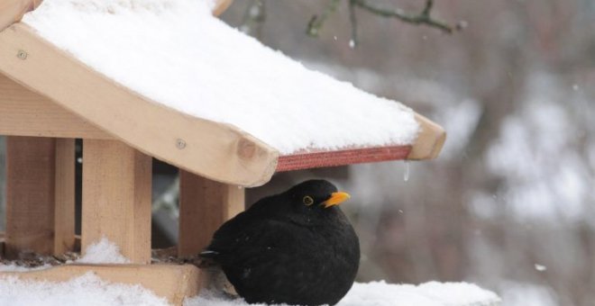 Guía para proteger a las aves salvajes afectadas por las nevadas