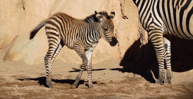 La cebra Filomena, el primer nacimiento de Bioparc en 2021