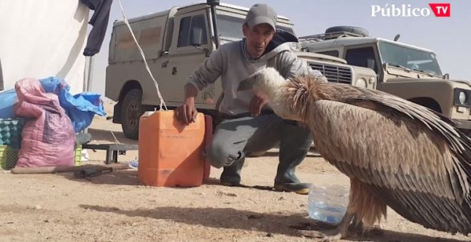 Un buitre anillado por SEO BirdLife España acaba cuidado en el Sáhara