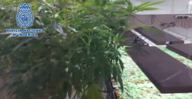 Desmantelada dos plantaciones de cultivo de marihuana en varios chalets de lujo en Madrid