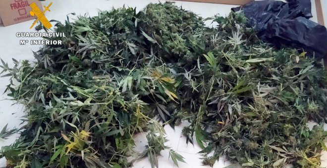 La Guardia Civil interviene 176 plantas de marihuana en una casa de Saro e investiga a su inquilino