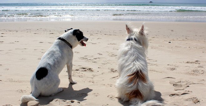 Cantabria endurece las sanciones por abandono o maltrato animal con hasta 60.000 euros