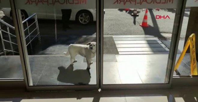 Una perra espera a su dueño una semana en la puerta de un hospital turco