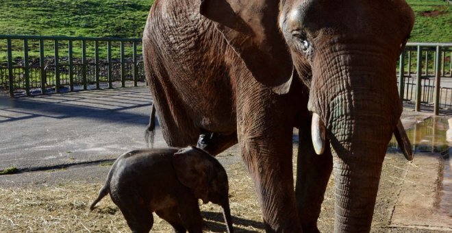 El último elefante nacido en el Parque de Cabárceno se llamará Neco
