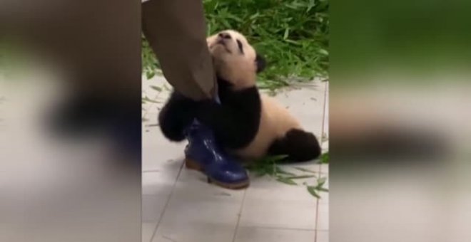 Se hace viral un oso panda muy cariñoso