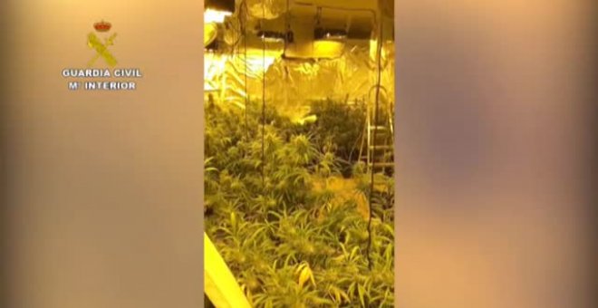 Descubiertas 800 plantas de marihuana en una vivienda unifamiliar de  la zona norte de Madrid