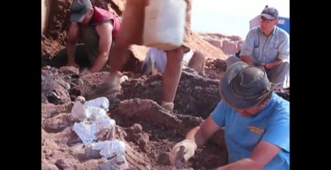 Desentierran en Argentina los restos fosilizados del que podría ser el dinosaurio más grande del planeta
