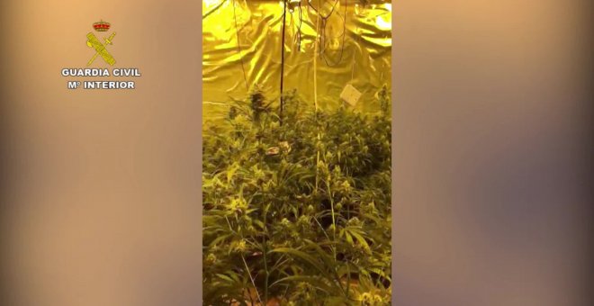 Guardia Civil descubre un chalé con 880 plantas de marihuana