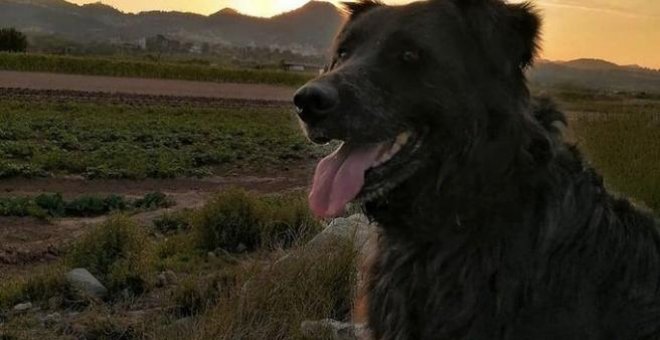 Indignación en Barcelona por la muerte de un perro a manos de un cazador
