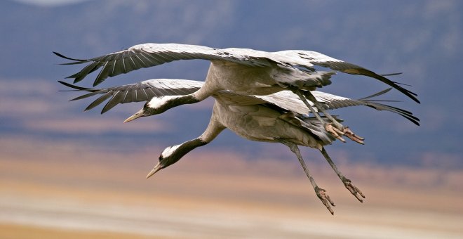 El sexto sentido cuántico de las aves migratorias