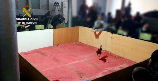 La Guardia Civil disuelve una pelea de gallos ilegal con cerca de 90 personas