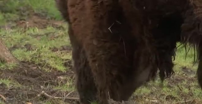 Se buscan guardabosques para cuidar bisontes