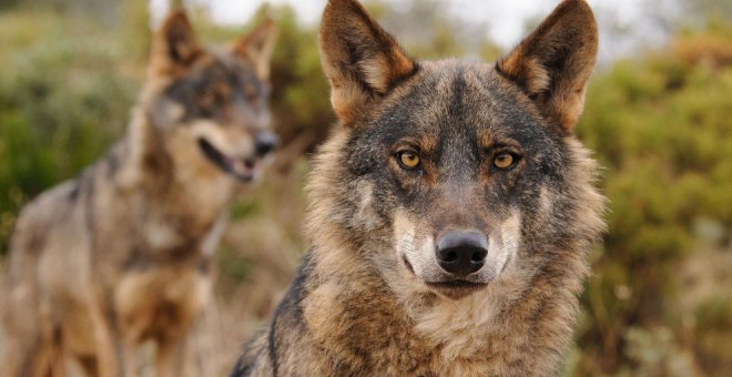 La caza del lobo quedará prohibida en toda España con el voto en contra de Cantabria, Asturias, Castilla y León y Galicia