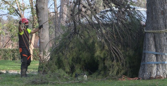 El Retiro cuenta con unos 1.000 árboles "no recuperables" tras Filomena