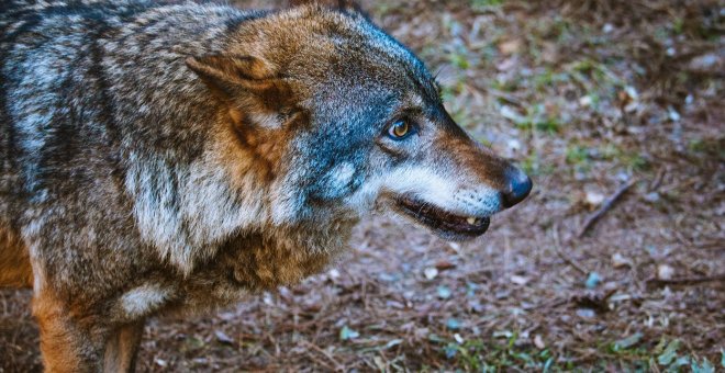 Otras miradas - Los conflictos entre humanos lastran la protección del lobo