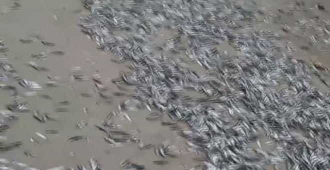 Miles de peces aparecen muertos en una playa chilena