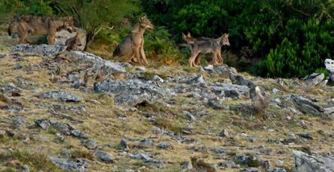 Los ganaderos, "muy enfadados" por la prohibición de la caza del lobo y dispuestos a acudir a los tribunales