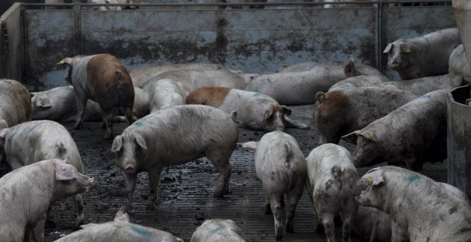 Ganaderos y ecologistas chocan por la moratoria catalana a la construcción de granjas de cerdos