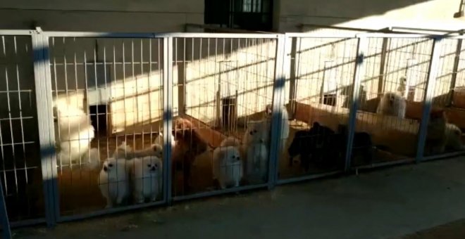 Multa a Milanuncios de 250.000 euros por anuncios ilícitos de venta animales