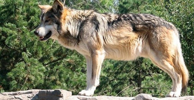 Podemos pide a Desarrollo Rural que dé "marcha atrás" y recupere el borrador del Plan del Lobo de 2016