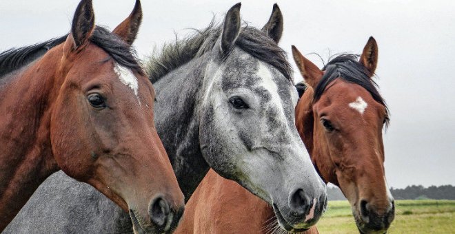 Investigado el dueño de un caballo a punto de morir por falta de cuidados