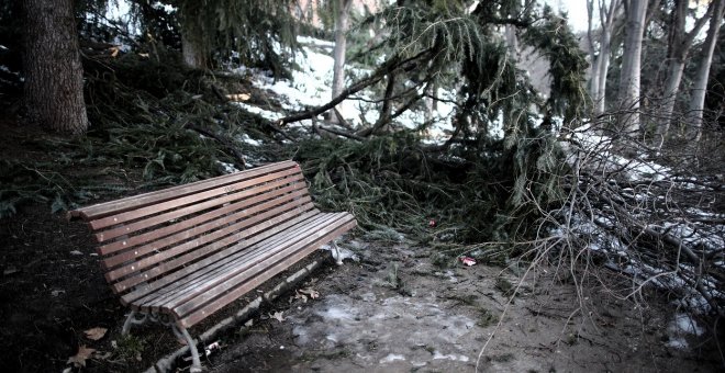 Otras miradas - Filomena, una oportunidad para el arbolado de Madrid