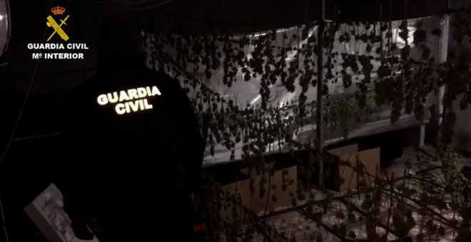 Guardia Civil desmantela una plantación de marihuana en Puente Genil