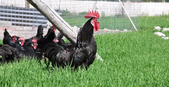 Las gallinas no vienen por Amazon, y menos las castellanas negras