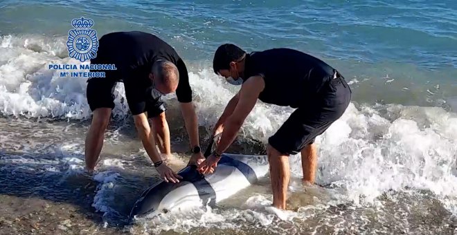 Rescatado un delfín varado en la playa de las Olas (Almería)