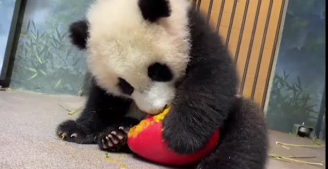El Zoo de Washington celebra el Año del Buey con un menú especial para sus pandas