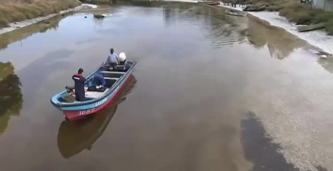 Miles de peces muertos se amontonan en un río de Chile