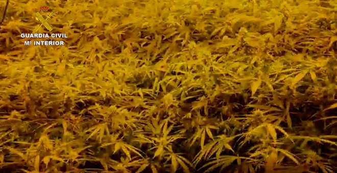 La Guardia Civil desmantela una plantación de marihuana en Bujalance (Córdoba)