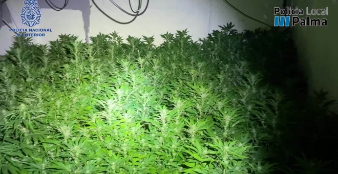 Desmanteladas tres plantaciones de marihuana en pisos de Son Gotleu