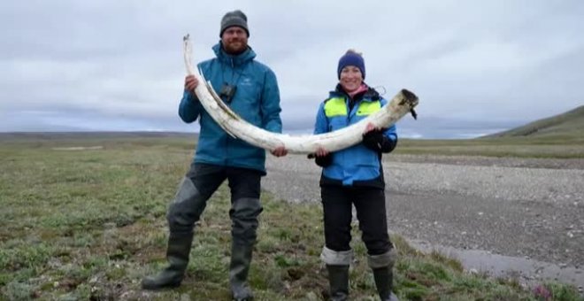 Los científicos recuperan el ADN de los colmillos de tres mamuts encontrados en Siberia en la década de los 70