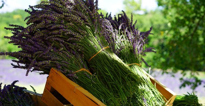 Lavanda, usos y mitos de esta planta