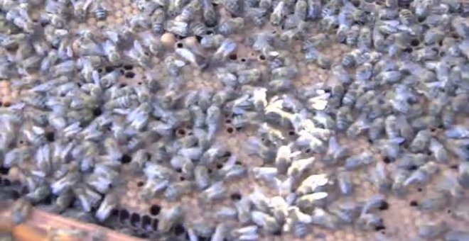 Padrinos y madrinas para 24 colmenas de abeja negra canaria