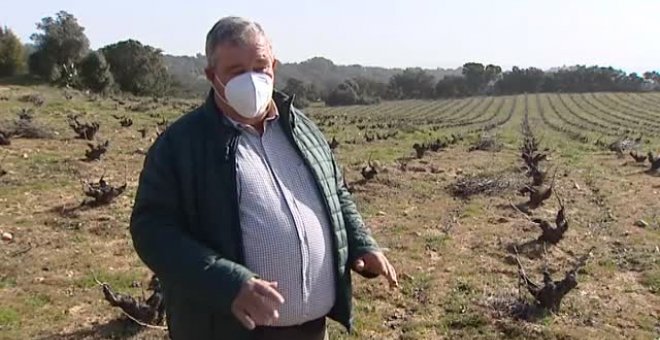 Los productores de vino y carne, atrapados en la crisis causada por la pandemia
